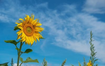 The Benefits of Homeopathy for Enhanced Well-Being