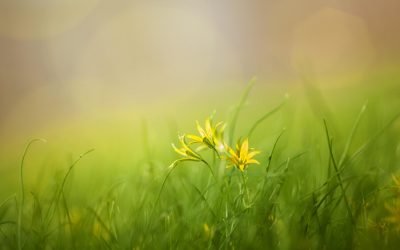 Homeopathy for Stress Relief: Natural Solutions for Modern Living
