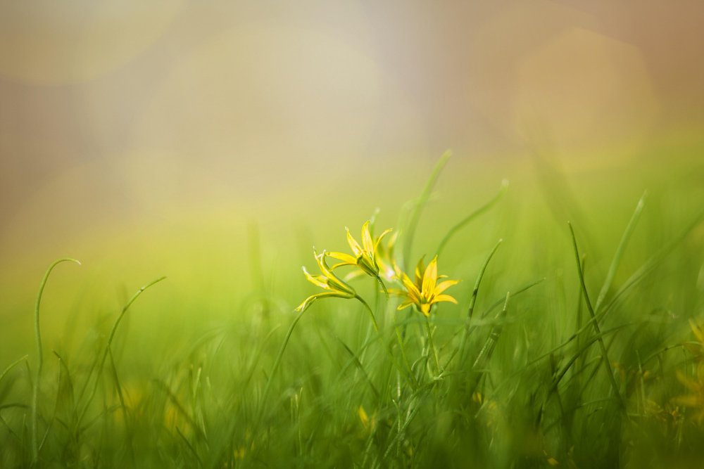 Homeopathy for Stress Relief: Natural Solutions for Modern Living